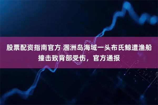 股票配资指南官方 涠洲岛海域一头布氏鲸遭渔船撞击致背部受伤，官方通报